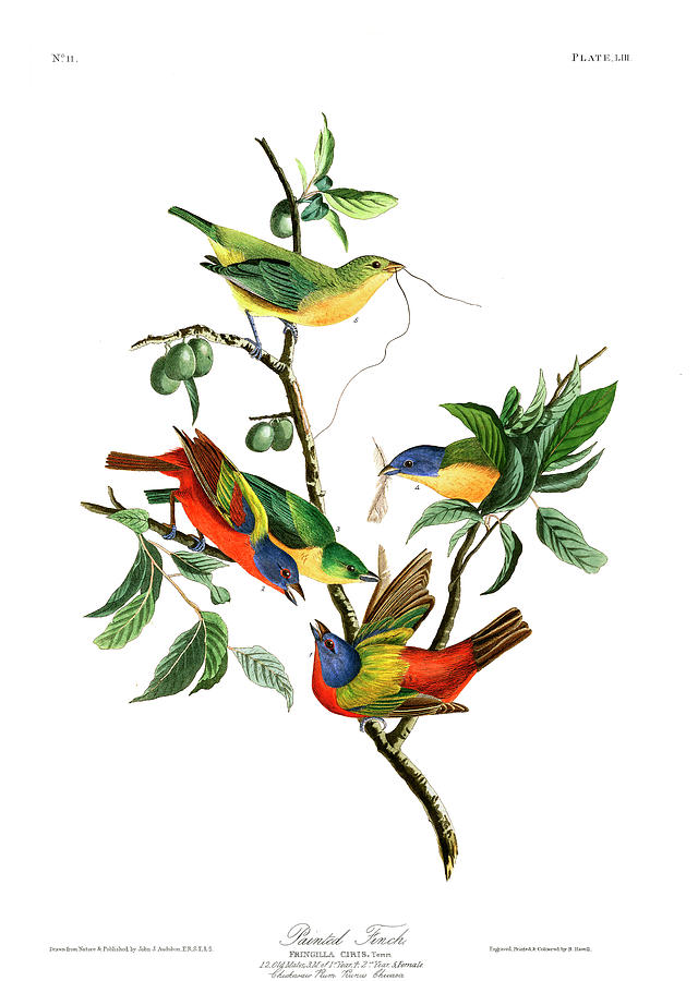 John James Audubon Painting - Painted Finch by John James Audubon