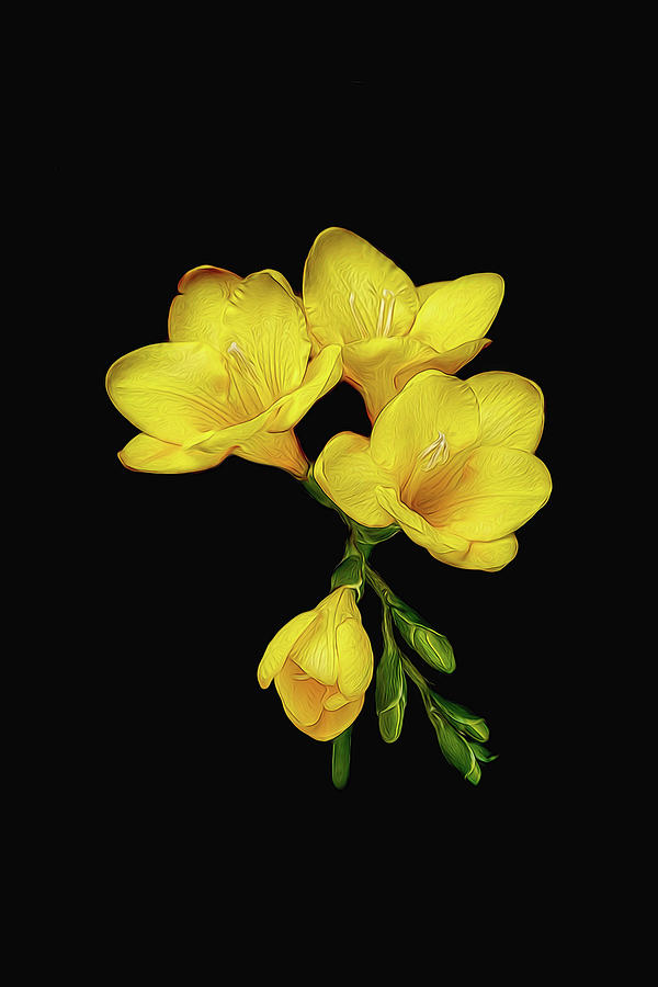 Painted Freesia Digital Art by Michelle Whitmore