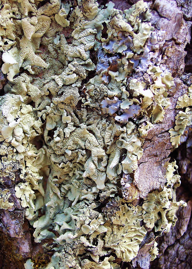 Painted Fungi Photograph