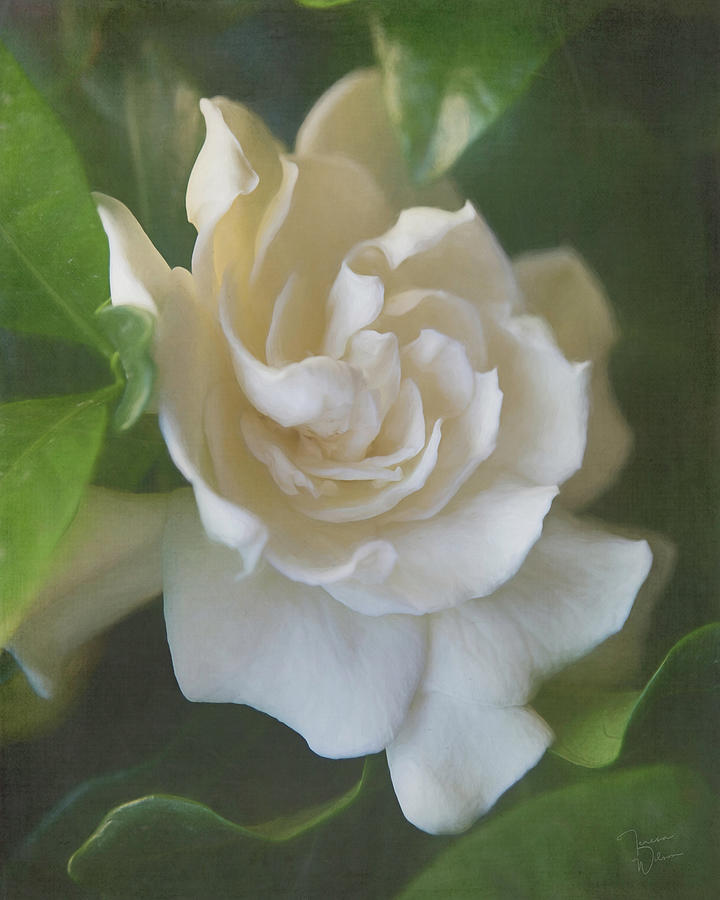Painted Gardenia Blossom Digital Art by Teresa Wilson