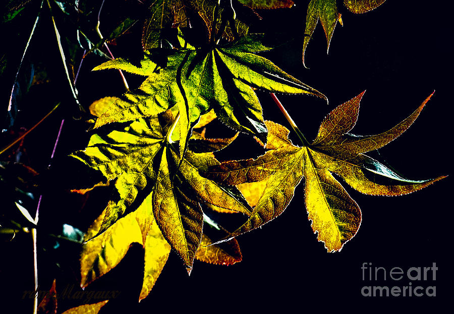 Painted Gold Photograph by Margaux Dreamaginations