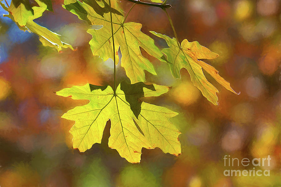 Painted Golden Leaves Photograph by Mimi Ditchie