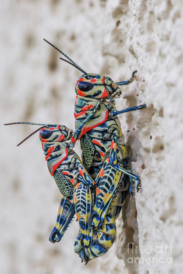 Painted Grasshoppers 3 Photograph by Al Andersen