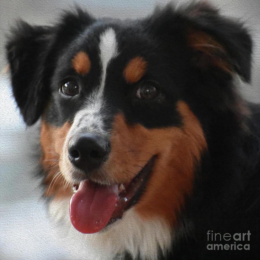 Painted Happy Puppy Photograph by Skip Willits