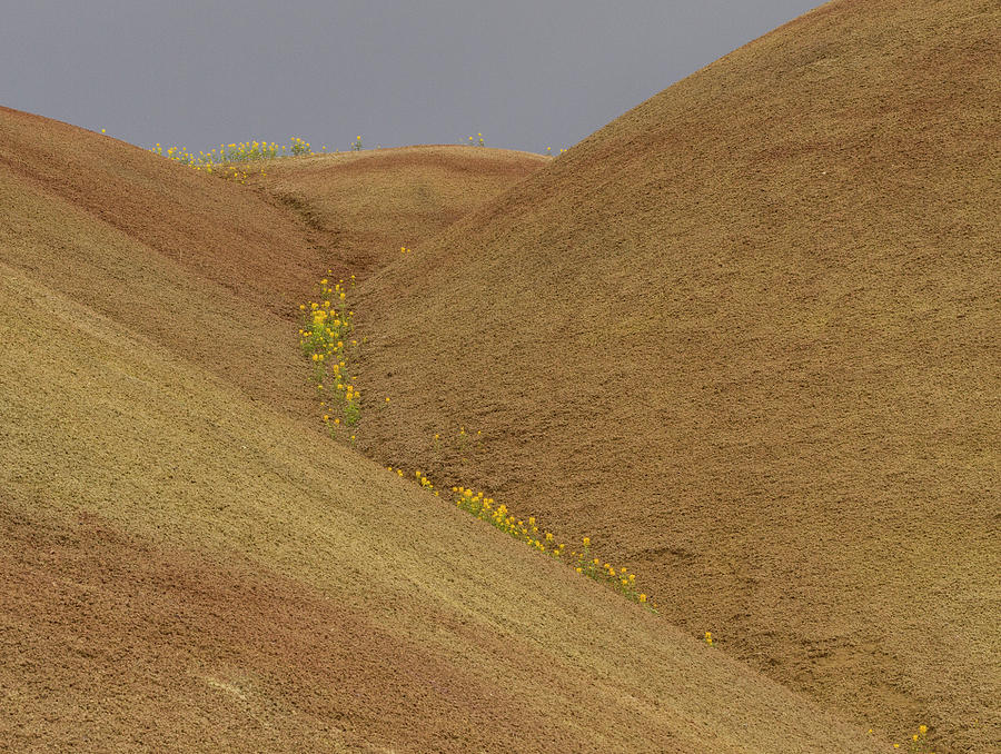 Painted Hills Balsam Photograph by Jean Noren