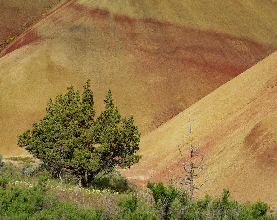 Painted Hills Trees Photograph by Jean Noren