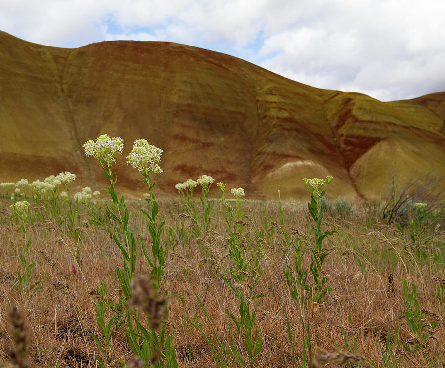 Painted Hills White Wildflowers Photograph by Jean Noren