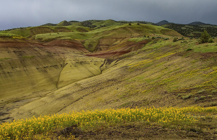 Painted Hills Wildflowers Photograph by Jean Noren
