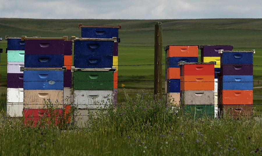 Painted Hives Photograph by Whispering Peaks Photography