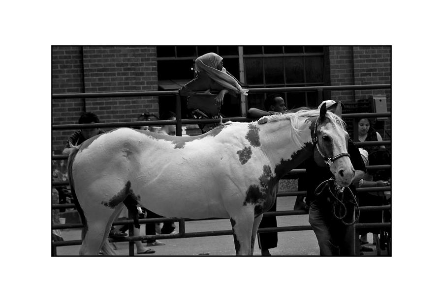 Horse Photograph - Painted Horse by Filipe N Marques Horse Photograph - Painted Horse by Filipe N Marques