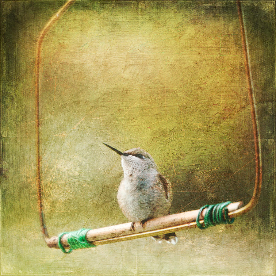 Painted Hummingbird Digital Art by Hermes Fine Art