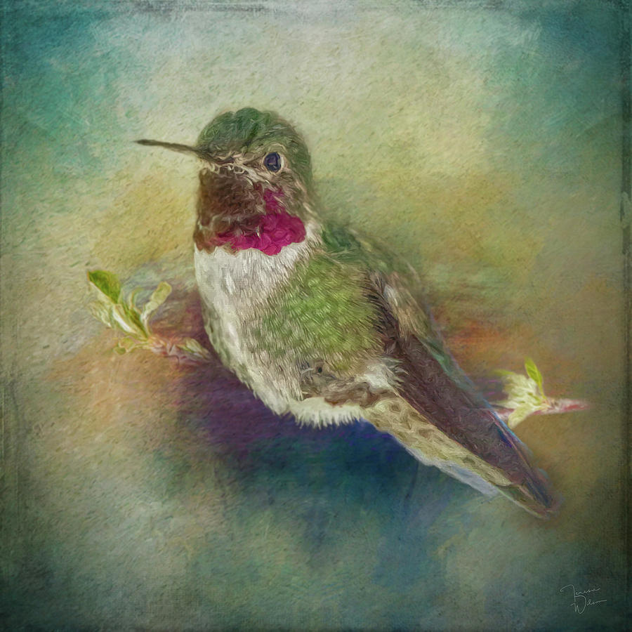 Painted Hummingbird Photograph by Teresa Wilson