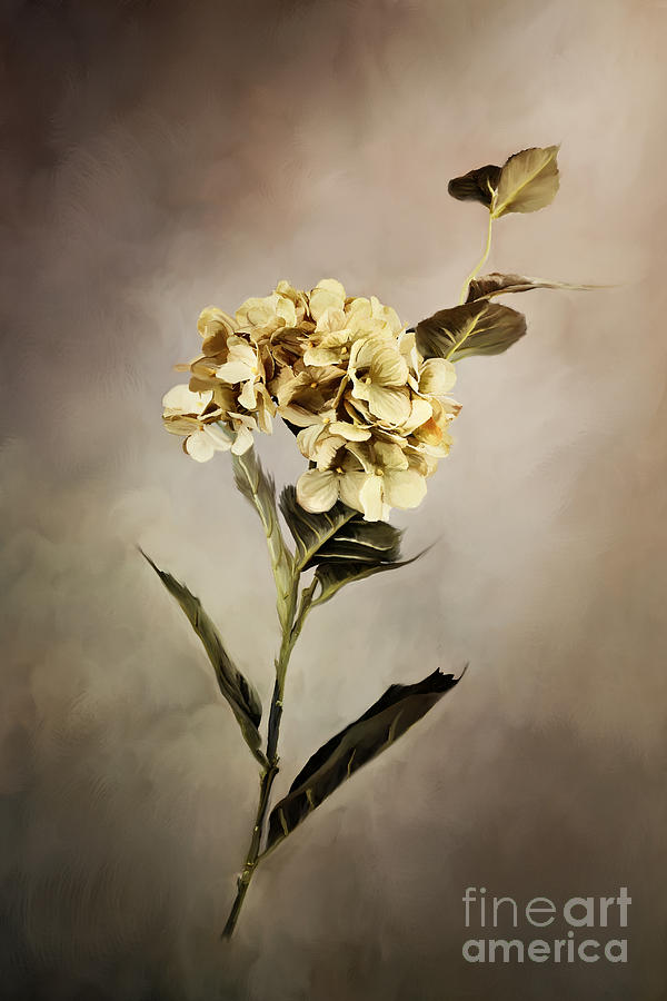 Painted Hydrangeas Photograph by Stephanie Frey