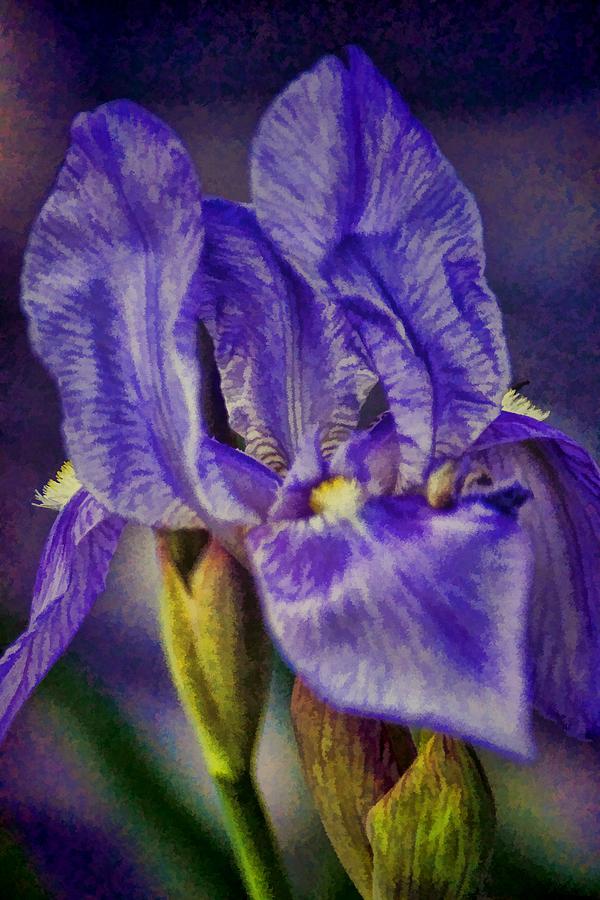 Painted Iris Photograph by Jan Amiss Photography