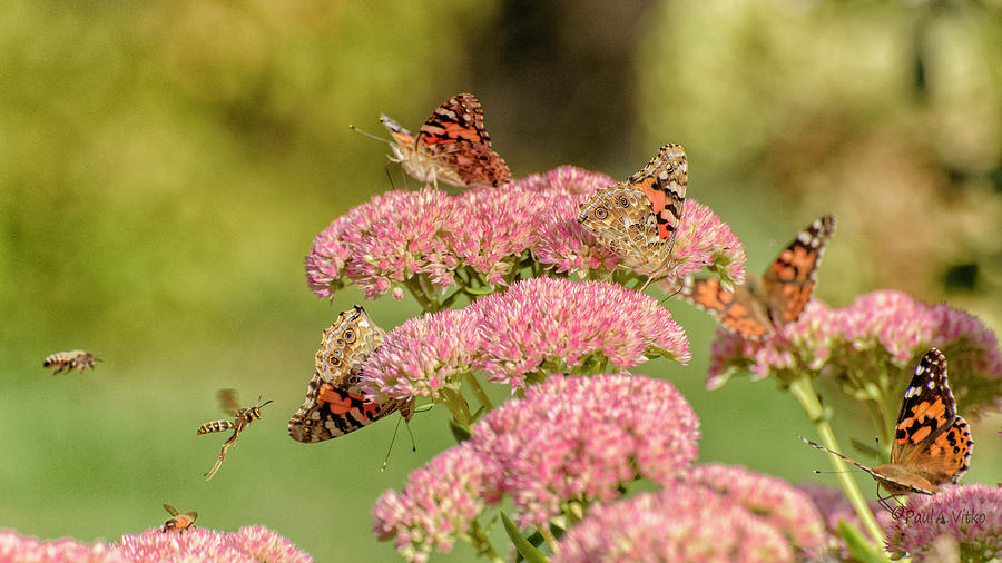 Painted Ladies And Wasp Bees..... Photograph by Paul Vitko