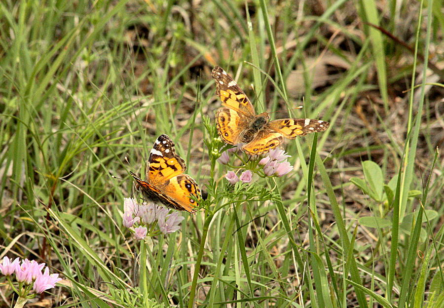Two Painted Lady Butterflies Photograph by Sheila Brown