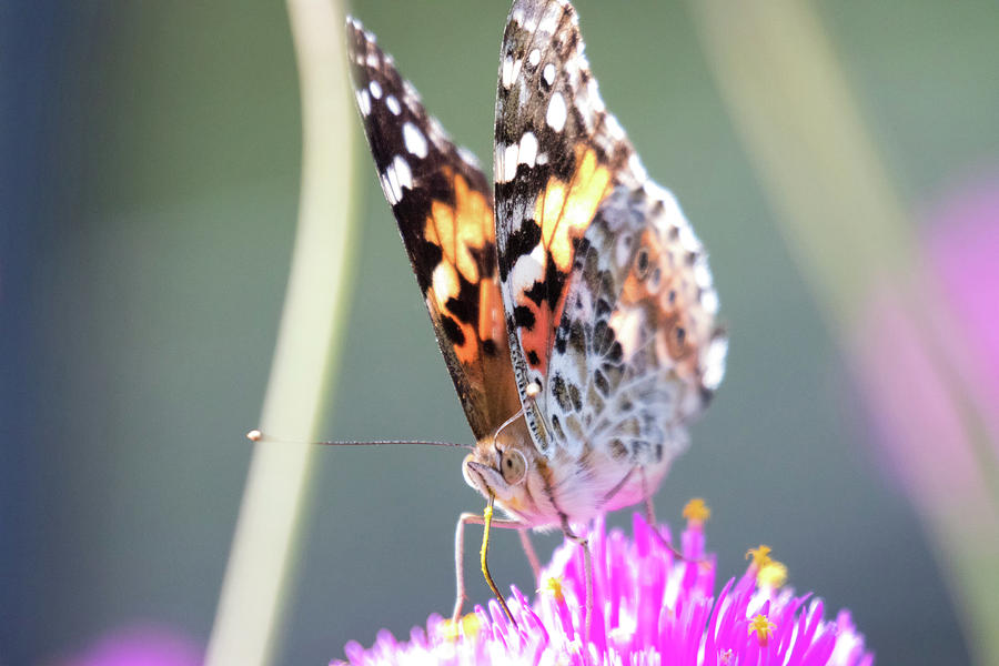 Painted Lady 1 Photograph by Brian Hale