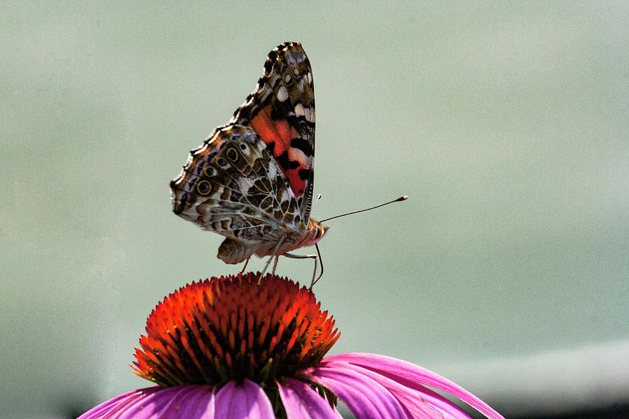Pattern Photograph - Painted Lady 1 by Pete Federico Pattern Photograph - Painted Lady 1 by Pete Federico