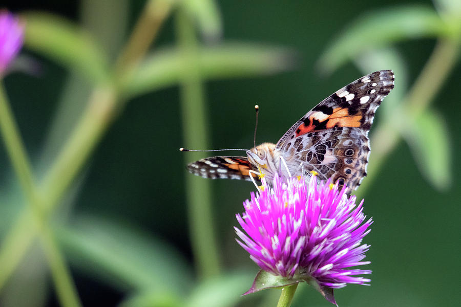 Painted Lady 2 Photograph by Brian Hale