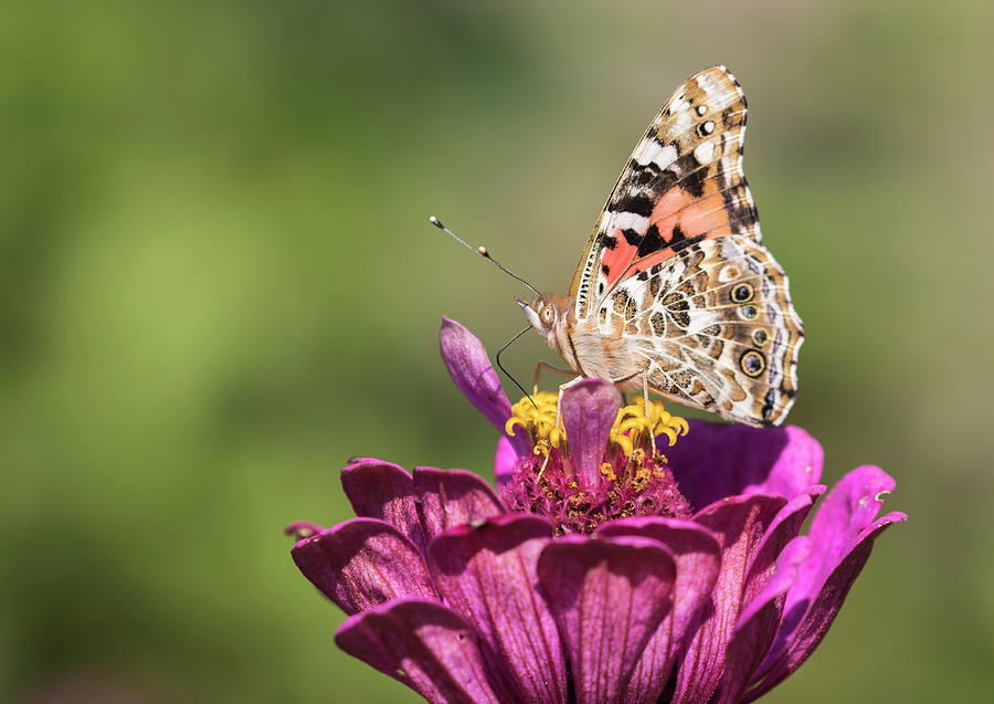 Painted Lady 2017-2 Photograph by Thomas Young
