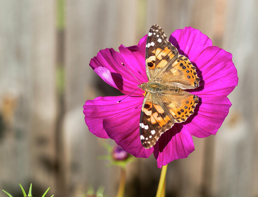 Painted Lady 2017-4 Photograph by Thomas Young