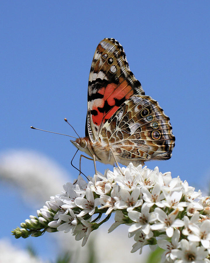 Painted Lady Against The Sky Photograph by Doris Potter