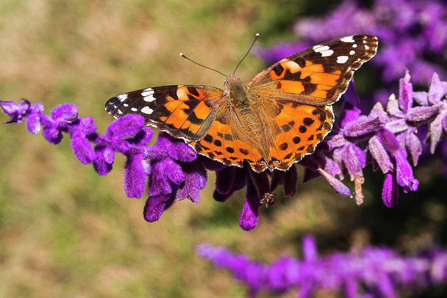 Painted Lady Photograph by Amy Sorvillo