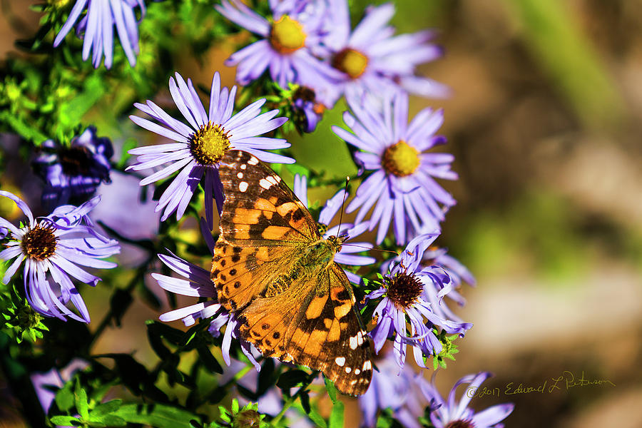 Painted Lady And Purple Photograph by Ed Peterson