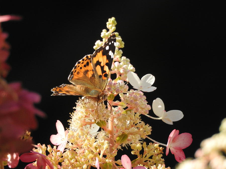 Painted lady Photograph by Betty-Anne McDonald