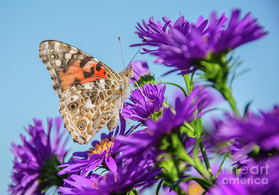 Painted Lady Blue Sky Photograph by Cheryl Baxter