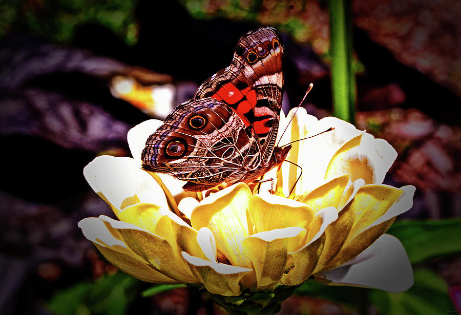 Painted Lady Butterfly 009 Photograph by George Bostian