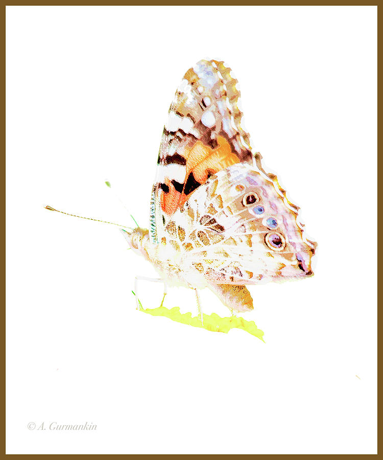 Painted Lady Butterfly Photograph by A Macarthur Gurmankin