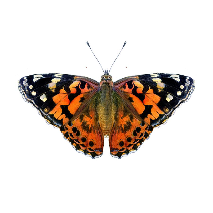 Painted Lady Butterfly Painting by Alison Langridge | Fine Art America