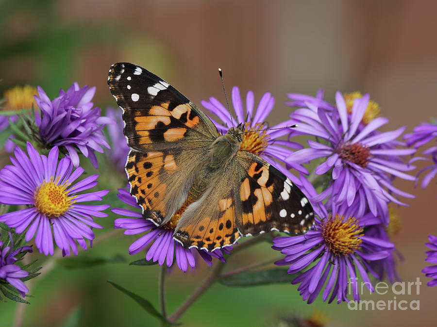 Painted Lady Butterfly and Aster Flowers 4x3 Photograph by Robert E Alter Reflections of Infinity