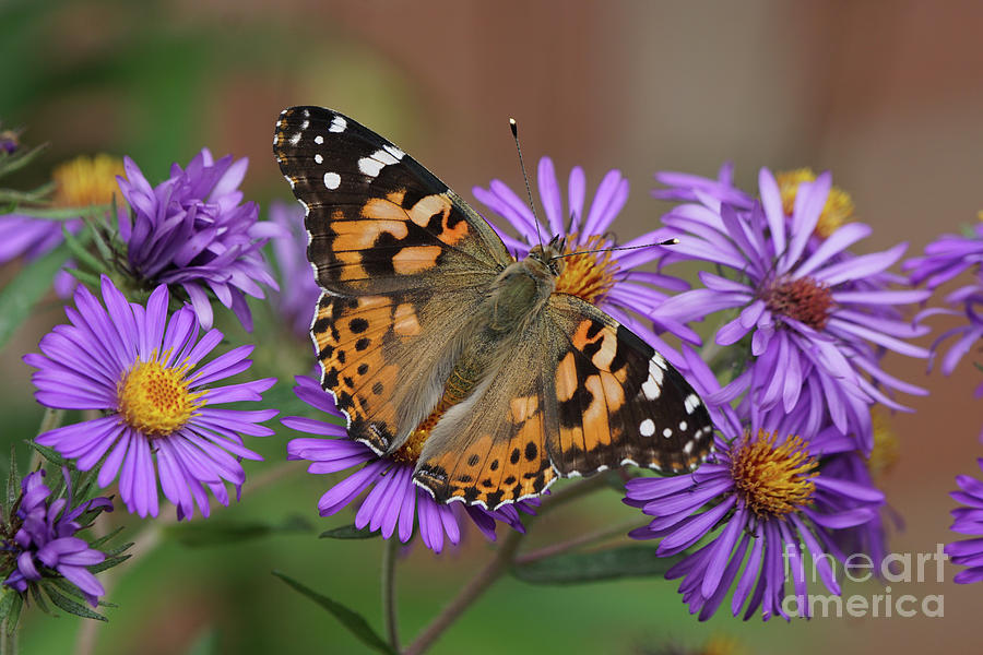 Painted Lady Butterfly and Aster Flowers Photograph by Robert E Alter Reflections of Infinity
