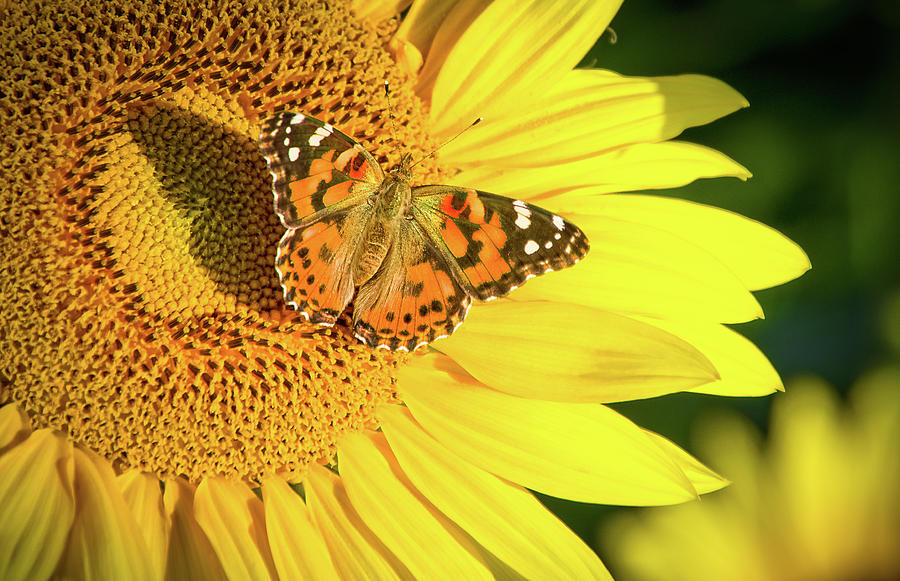 Painted Lady Butterfly on Sunflower in Ohio Photograph by Ina Kratzsch ...