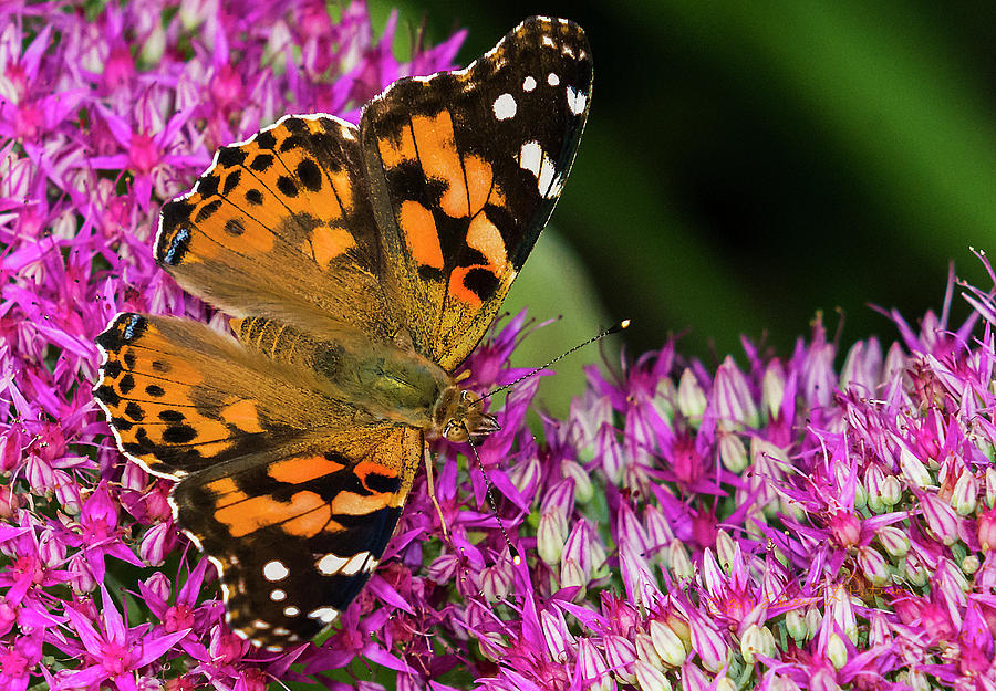 Painted Lady Butterfly And Flower Photograph
