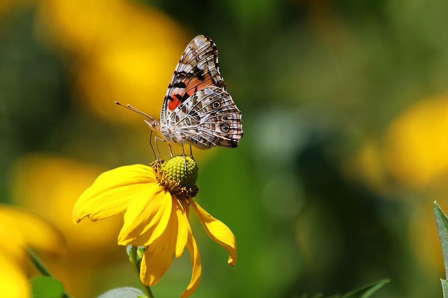 Painted Lady Butterfly Photograph by Carol Montoya