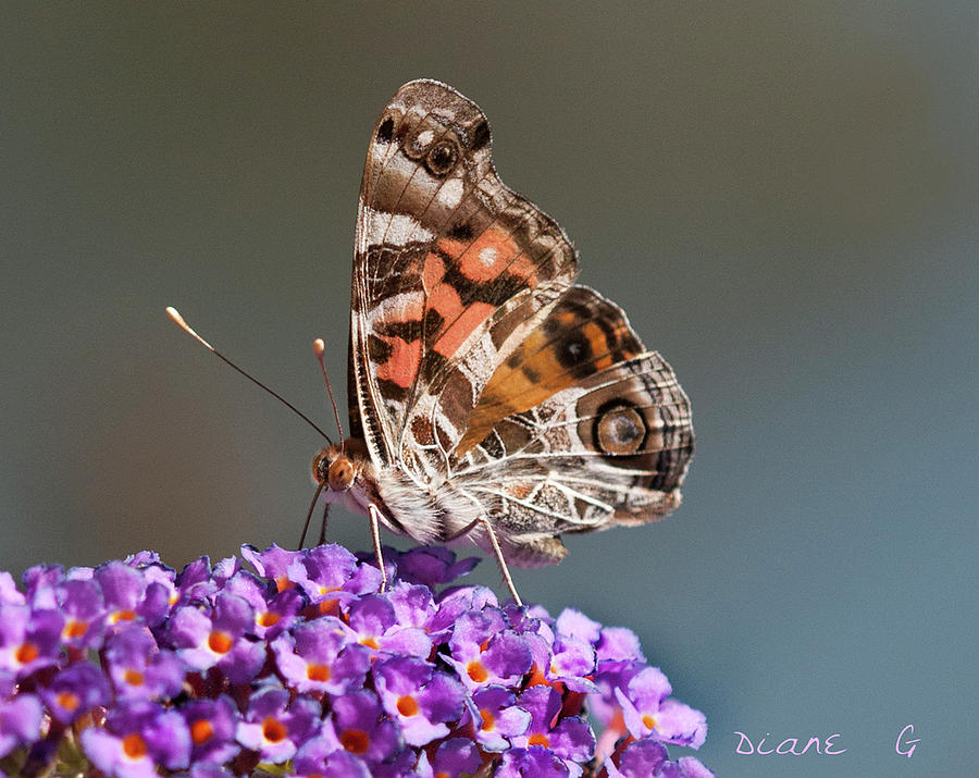 Painted Lady Butterfly Photograph by Diane Giurco