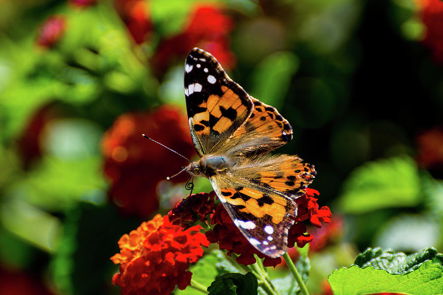 Painted Lady Butterfly Photograph by Douglas Killourie