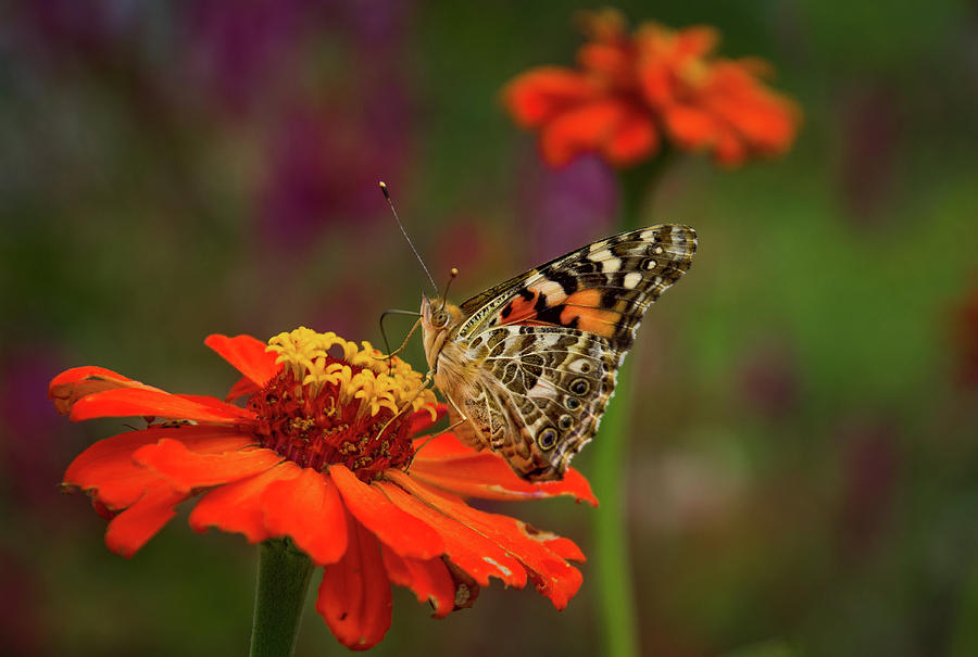 Painted Lady Butterfly, Gorman Heritage Farm North of Cincinnati OH ...