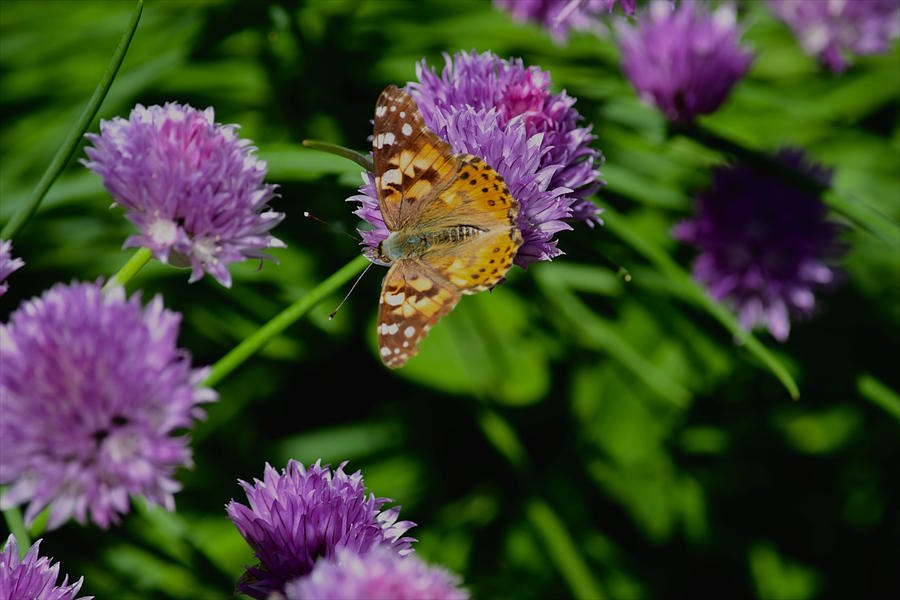 Painted Lady Butterfly Photograph by Hella Buchheim