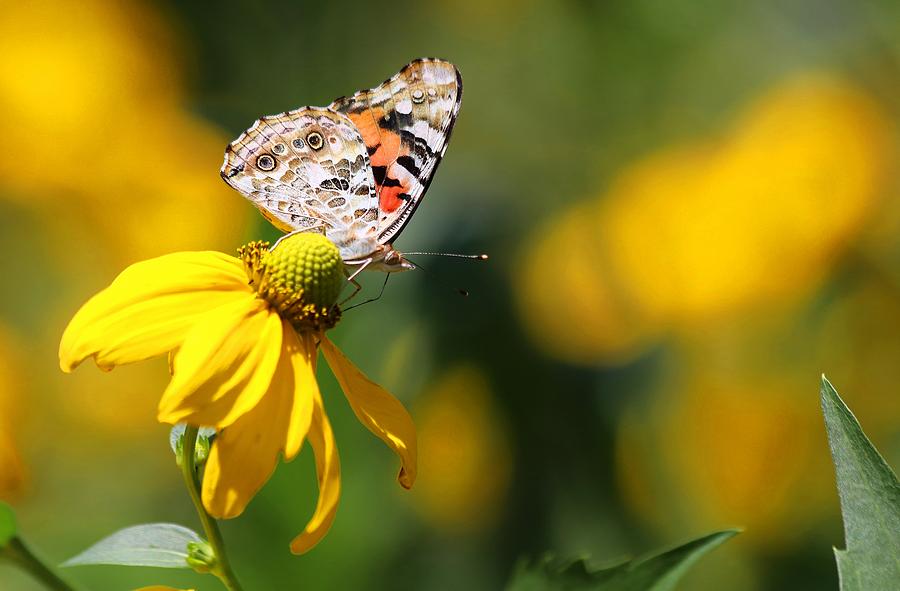 Painted Lady Butterfly II Photograph by Carol Montoya