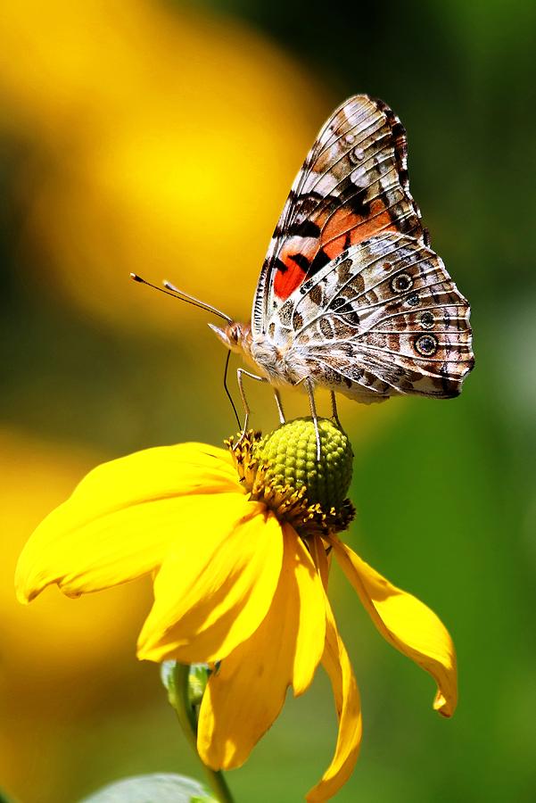 Painted Lady Butterfly III Photograph by Carol Montoya