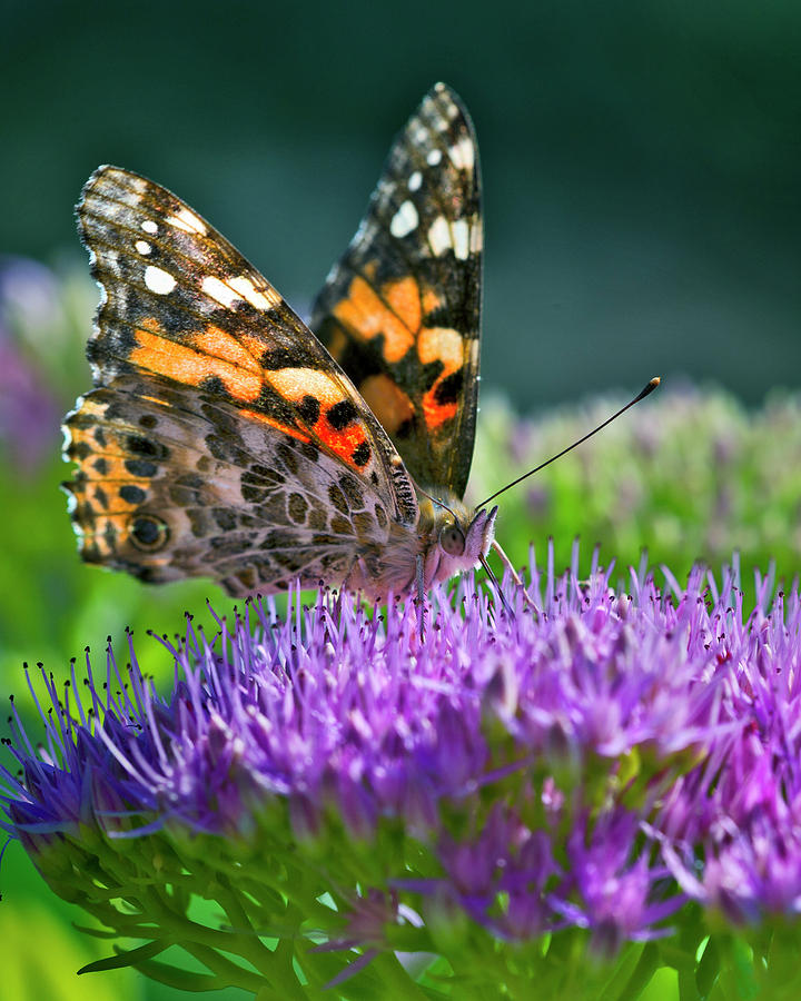 Painted Lady Butterfly III Photograph by Gary Langley
