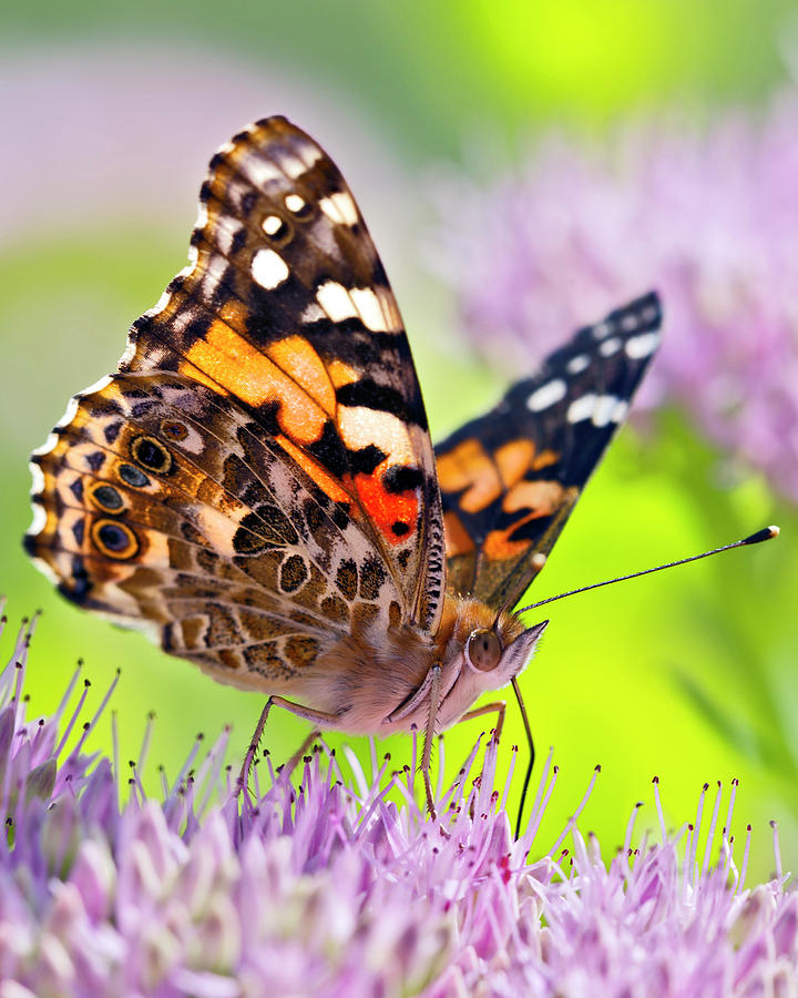 Butterfly Photograph - Painted Lady Butterfly IIII by Gary Langley
