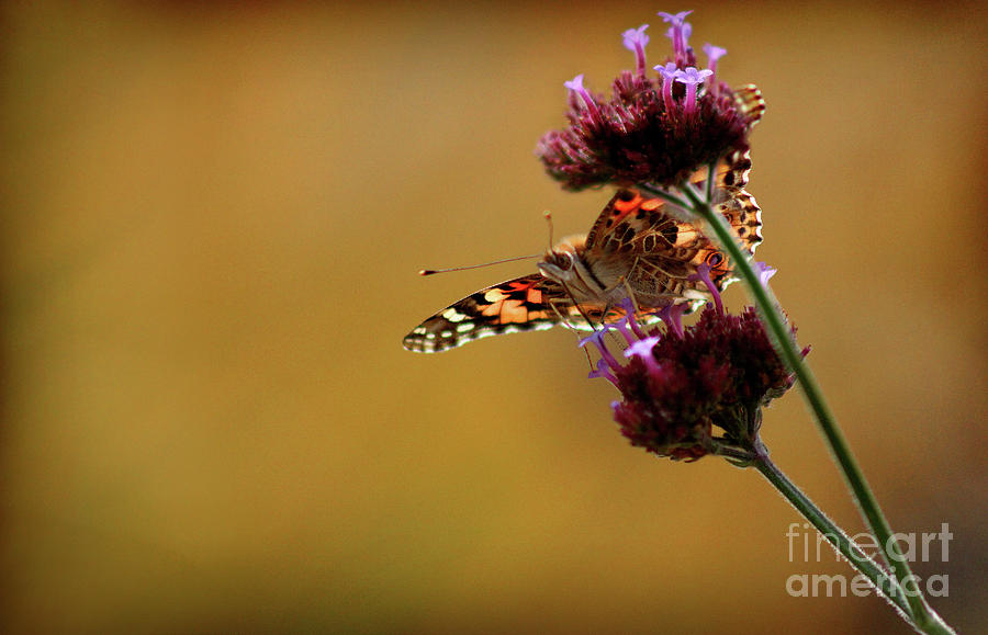 Painted Lady Butterfly in Gold Photograph by Karen Adams