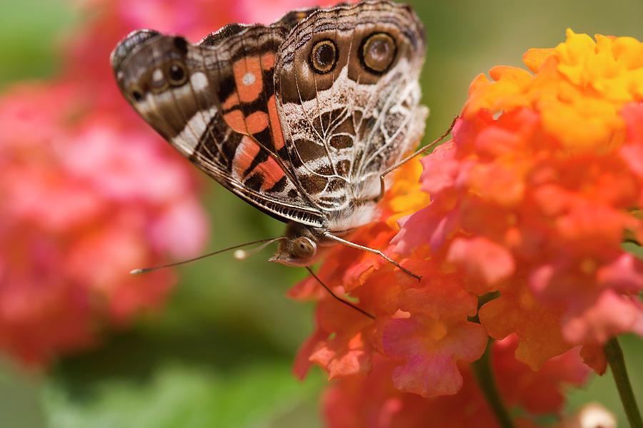 Painted Lady Butterfly Photograph