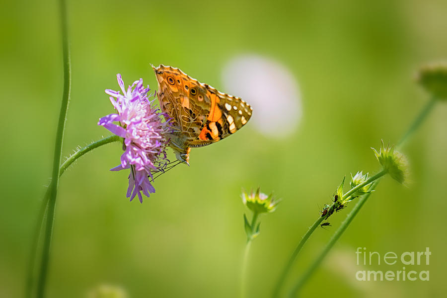 Painted lady butterfly Photograph by Jivko Nakev