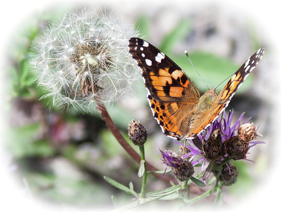 Painted Lady Butterfly -  Photograph by Julie Weber